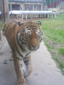 Tiger på kolmården